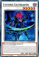 Lycoris Lilyreaper