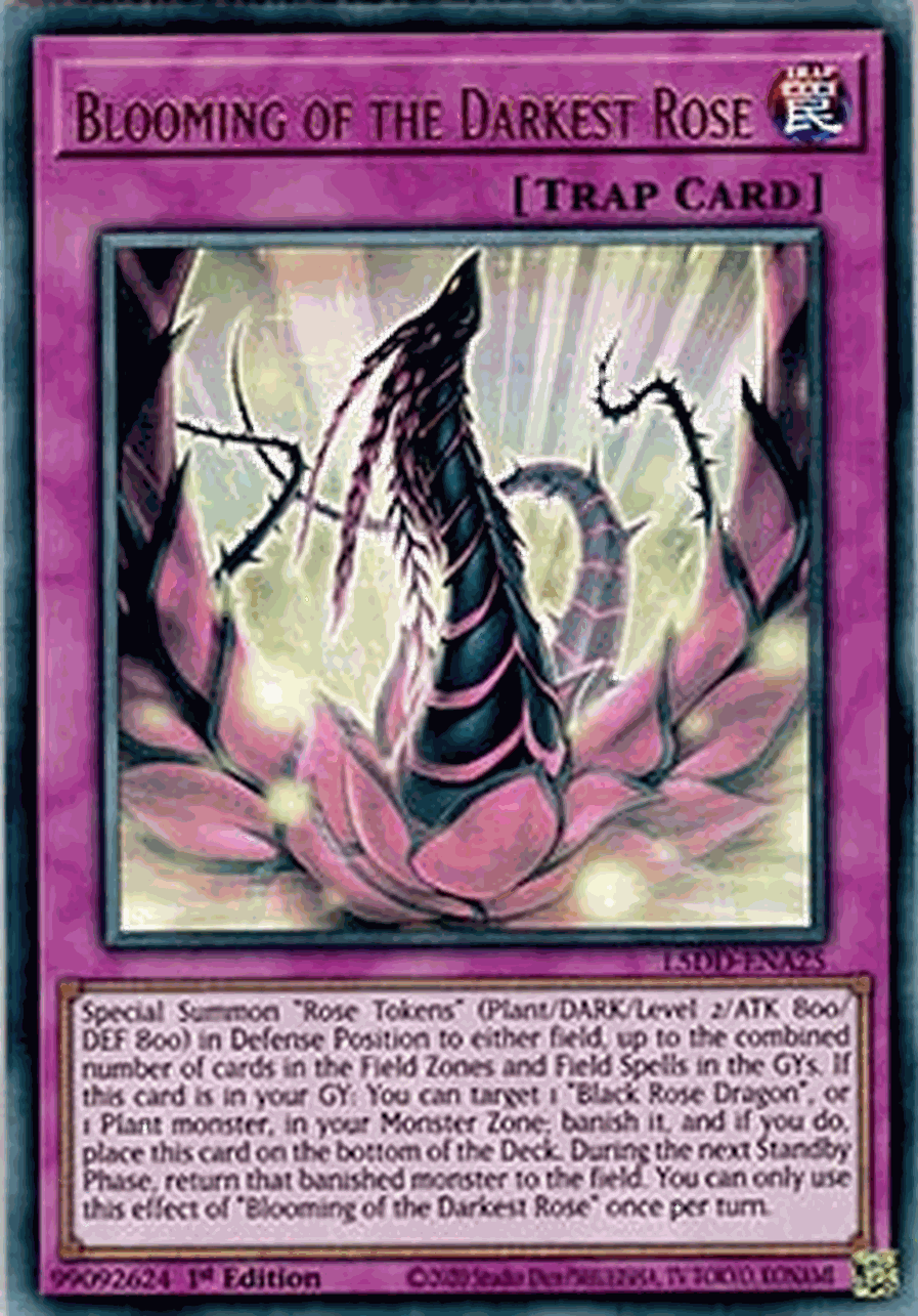 Blooming of the Darkest Rose
