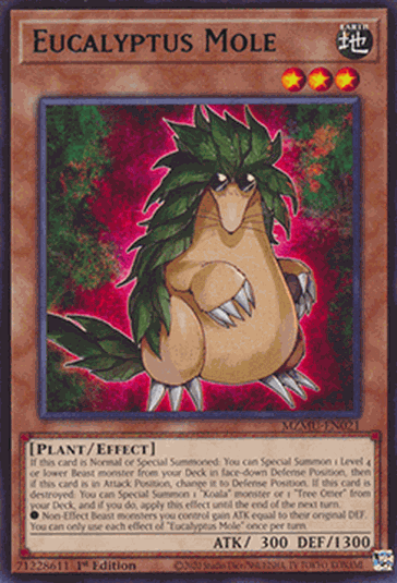 Eucalyptus Mole