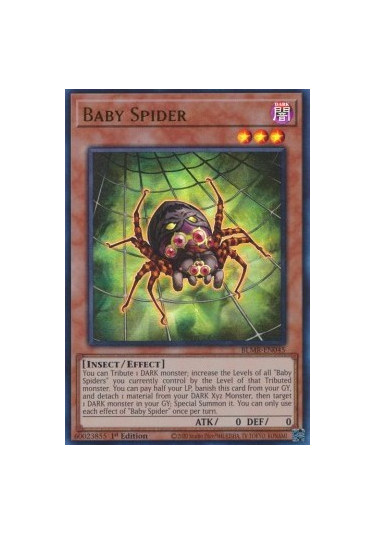 Baby Spider