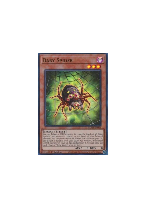 Baby Spider