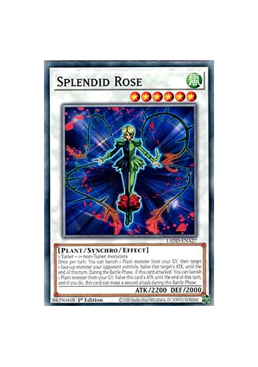 Splendid Rose